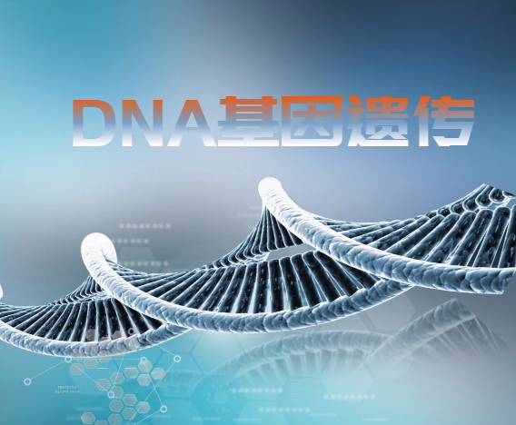 dna基因遗传