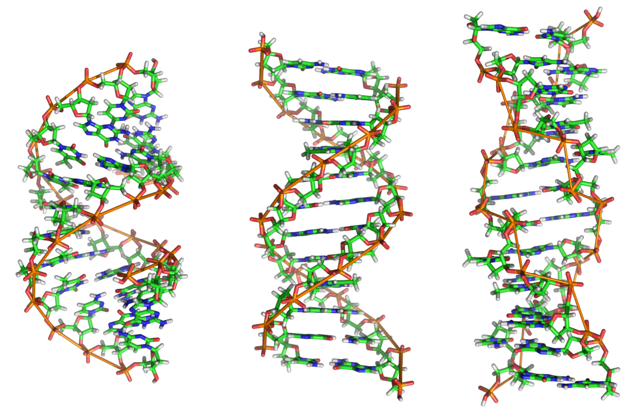 DNA 脱氧核糖核酸 deoxyribonucleic acid-百科知识