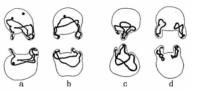 蛔虫的四对子细胞（上下两头）的细胞核内，子染色体在静止核中出现时的 位置（仿Boveri）