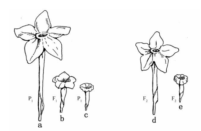 Nicotiana Longsdorffii同N.alata两种烟草杂交（仿East）：a和c.示两种原型花；b.示杂种型花；d和e.示孙代两类回原型花