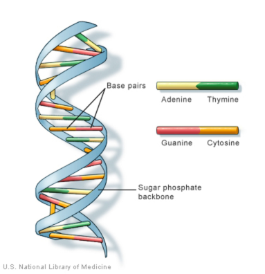 DNA是由连接到糖磷酸骨架上的碱基对形成的双螺旋。