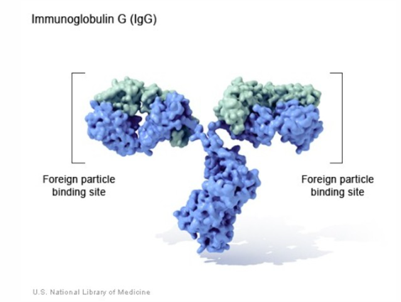 免疫球蛋白 G （IgG）
