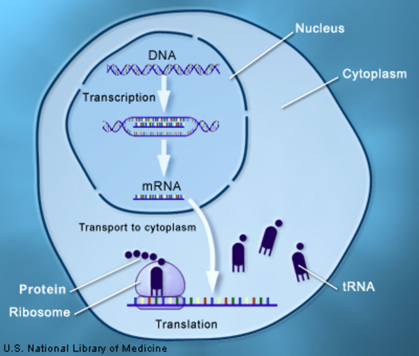通过转录和翻译过程，来自基因的信息被用来制造蛋白质。
