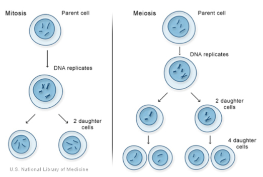 有丝分裂和减数分裂，两种类型的细胞分裂。