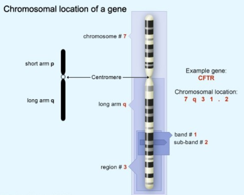 基因是如何工作的？怎样控制蛋白质？怎样控制细胞