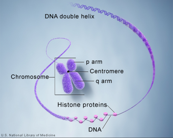 染色体是如何遗传的？染色体有什么作用？